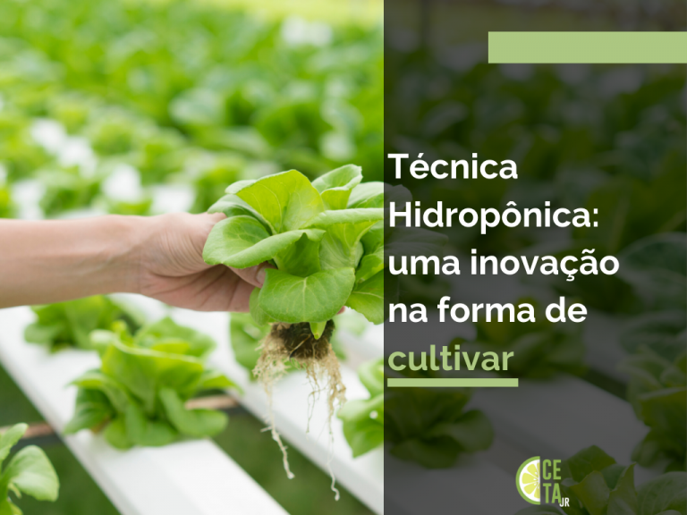 Técnica Hidropônica: uma inovação na forma de cultivar