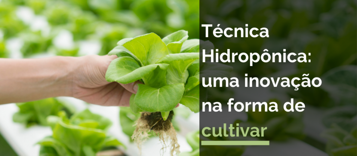 Técnica Hidropônica: uma inovação na forma de cultivar